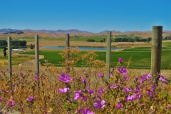 State Highway 1 - Blenheim-4
