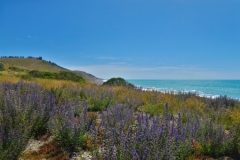 State-Highway-1-Kaikoura-Blenheim-Kueste-2