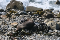 State-Highway-1-Kaikoura-Blenheim-Seeloewe