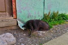 Schlafender Hund