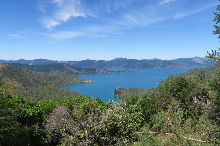 Queen Charlotte Track - Bay of Mary Coves