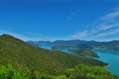 Nikau View