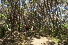 Queen Charlotte Track - Mountain Bikerin