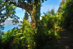 Queen Charlotte Track - Weg