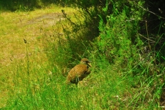 Queen Charlotte Track - Weka