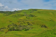 Ruapuke-Campground-Kuehe-auf-dem-Weg-zum-Strand