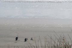 Vögel-am-Strand