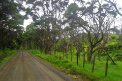 Wainui-Road-Baeume