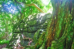 Cross-Island-Track-Gruener-Stein