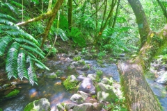 Cross-Island Track - Weg durch den Bach