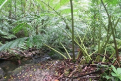 Cross-Island Track - Wildniss