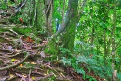 Cross-Island Track - Wurzelpassage