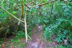 Cross-Island Track - unser Weg