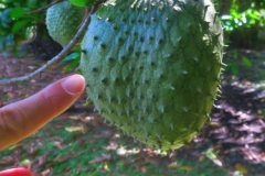 Frucht