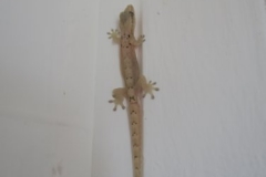 Gecko