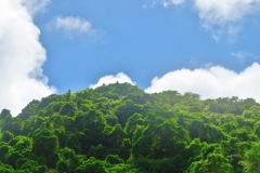 Regenwald