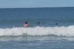 Porpoise Bay - schwimmen mit Delfinen
