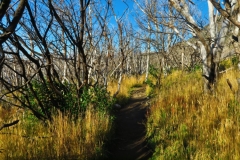 Weg von Domos Frances zum Paine Grande Shelter-4