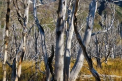 Weg von Domos Frances zum Paine Grande Shelter-5