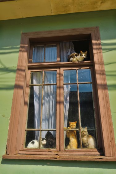Katzenfenster