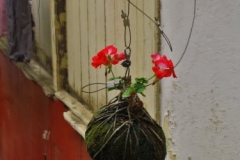 Blume