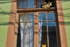 Katzenfenster