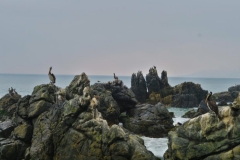 Voegel-auf-Felsen