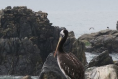 Vogel auf Felsen