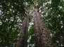 Waipoua Forest
