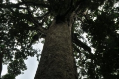 Kauri Baumkrone