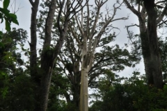 Kranker Baum