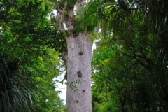 Tane Mahuta