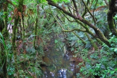 Waipoua Forest