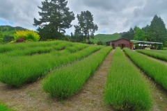 Cafe-mit-Lavendel