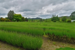 Lavendel