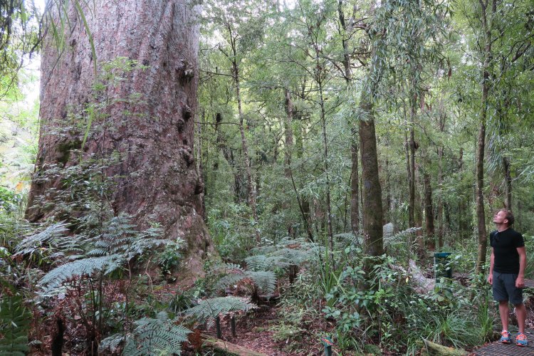 Waipoua Forest