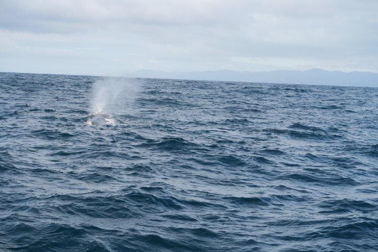 Whale Watch Kaikoura